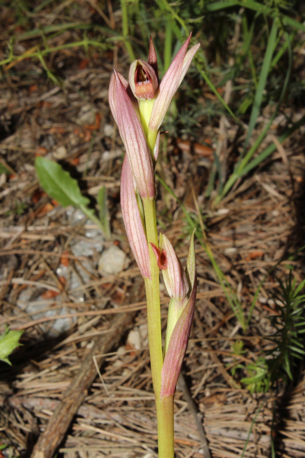 Orchidee dal promontorio del Gargano